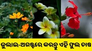 ଜୁଲାଇ-ଅଗଷ୍ଟରେ କରନ୍ତୁ ଏହି ଫୁଲ ଚାଷ, କମ୍ ଖର୍ଚ୍ଚରେ ମିଳିବ ଅଧିକ ଲାଭ..