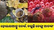 ହୋଇଯାଆନ୍ତୁ ସତର୍କ, ବଢ଼ୁଛି ଡେଙ୍ଗୁ ଆତଙ୍କ..