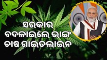 ଭାଙ୍ଗ ଚାଷରେ ଅନେକ ଲାଭ, ସରକାର ଜାରି କଲେ ଗାଇଡଲାଇନ  ଭାଙ୍ଗ ଚାଷରେ ଅନେକ ଲାଭ, ସରକାର ଜାରି କଲେ ଗାଇଡଲାଇନ