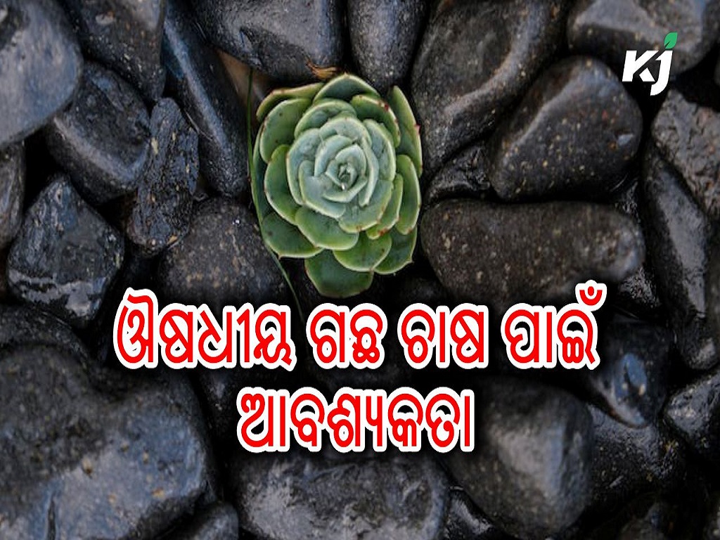 Medicated tree farming in odisha weather , image source - pexels.com