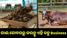 ଜାଣନ୍ତୁ ଗୋବରରୁ କେଉଁ କେଉଁ ବିଜନେସ କରି ଆପଣ ହୋଇପାରିବେ ଲାଭବାନ..