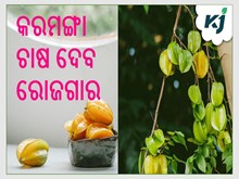 ବ୍ୟବସାୟିକ ଭିତ୍ତିରେ ଚାଷ କରନ୍ତୁ କରମଙ୍ଗା ବ୍ୟବସାୟିକ ଭିତ୍ତିରେ ଚାଷ କରନ୍ତୁ କରମଙ୍ଗା