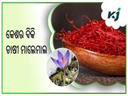 ଜିଆଇ ଟ୍ୟାଗ ପରେ ବଢିଛି କେଶର ଦାମ