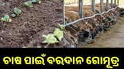 ଚାଷ ପାଇଁ ବରଦାନ ଗୋମୂତ୍ର, ବଢ଼ିବ ଫସଲ ଉତ୍ପାଦନ... ଚାଷ ପାଇଁ ବରଦାନ ଗୋମୂତ୍ର, ବଢ଼ିବ ଫସଲ ଉତ୍ପାଦନ...