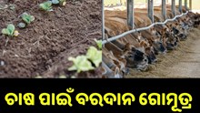 ଚାଷ ପାଇଁ ବରଦାନ ଗୋମୂତ୍ର, ବଢ଼ିବ ଫସଲ ଉତ୍ପାଦନ... ଚାଷ ପାଇଁ ବରଦାନ ଗୋମୂତ୍ର, ବଢ଼ିବ ଫସଲ ଉତ୍ପାଦନ...