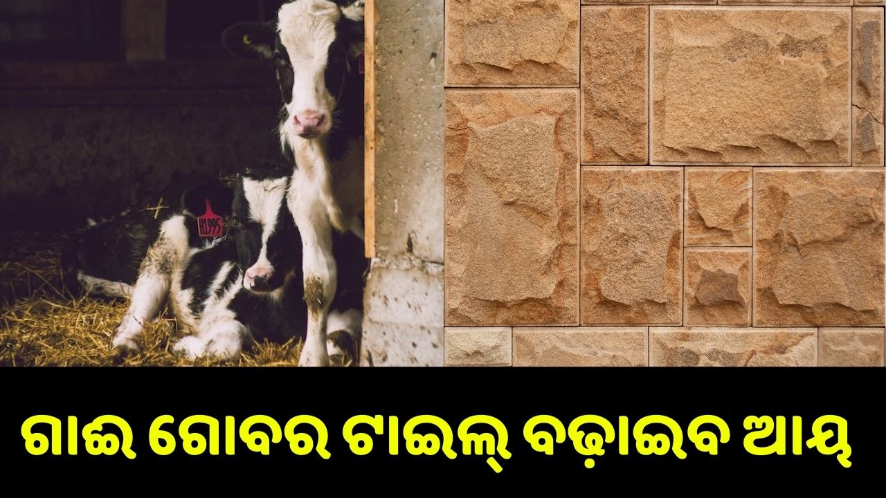 You can start new business from cow dunk tiles..pic credit: www.pexels.com