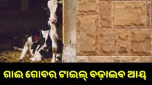 ନୂଆ Business Idea: ଗାଈ ଗୋବରରୁ ଟାଇଲ୍ ବଢ଼ାଇବ ଆୟ