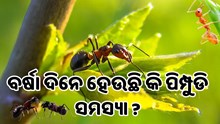 କରନ୍ତୁ ଏହି ଉପାୟ, ଚୁଟକିରେ ମିଳିବ ପିମ୍ପୁଡ଼ିରୁ ମୁକ୍ତି