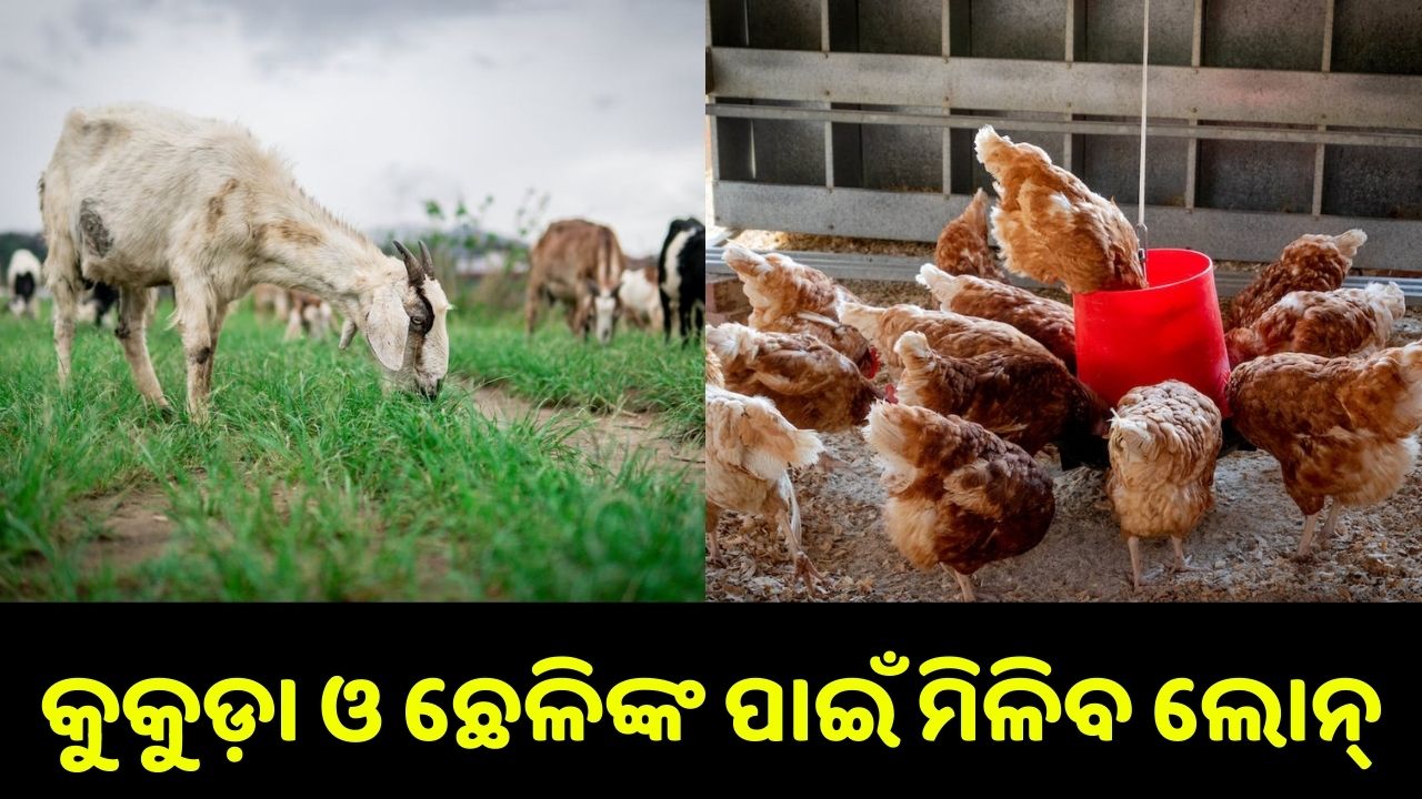 How to get govt loan on animal husbandry and poultry...pic credit: www.pexels.com