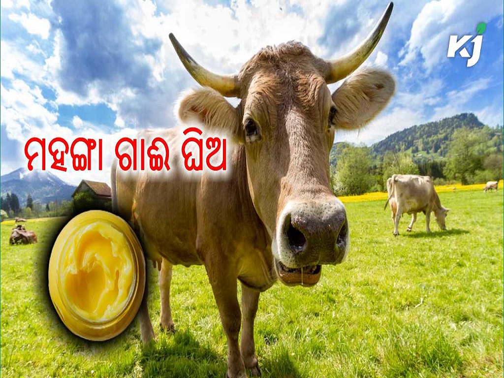 Pahari cow breed badri kamdhenu, image source - pexels.com