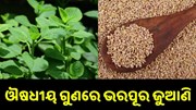 ଔଷଧୀୟ ଗୁଣରେ ଭରପୂର ଜୁଆଣି, ଚାଷ କରି ହୋଇପାରିବେ ଲାଭବାନ...