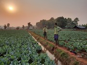  ଆଜି କୃଷକଙ୍କୁ ପ୍ରଧାନମନ୍ତ୍ରୀ ମୋଦୀ ଦେବେ ଉପହାର