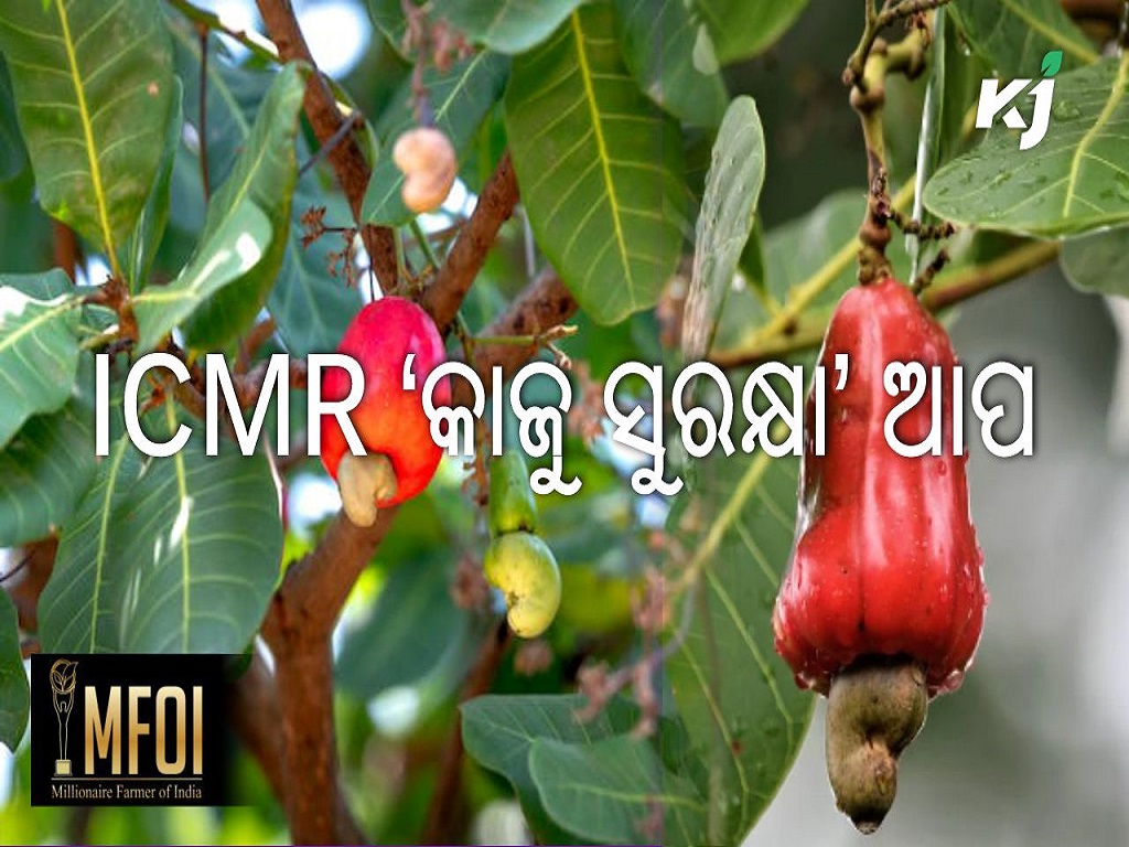 Cashew protection app developed by ICMR, image source - pexels.com