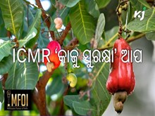 ‘କାଜୁ ସୁରକ୍ଷା’ ଆପ ପ୍ରସ୍ତୁତ କଲା ICMR ‘କାଜୁ ସୁରକ୍ଷା’ ଆପ ପ୍ରସ୍ତୁତ କଲା ICMR