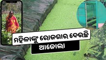 କ'ଣ ଏହି ଆଜୋଲା ଘାଷ ? ଯାହା ରୋଜଗାର ଦେଇଛି ମହିଳାଙ୍କୁ..… କ'ଣ ଏହି ଆଜୋଲା ଘାଷ ? ଯାହା ରୋଜଗାର ଦେଇଛି ମହିଳାଙ୍କୁ..…