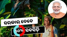 କଦଳୀ ଚାଷରେ ସରକାର ଦେବେ ୫୦% ସବସିଡ଼ି 