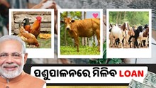 ଗାଈ, ଛେଳି ,କୁକୁଡ଼ା ପାଳନରେ ମିଳିବ loan, କରନ୍ତୁ ଆବେଦନ  ଗାଈ, ଛେଳି ,କୁକୁଡ଼ା ପାଳନରେ ମିଳିବ loan, କରନ୍ତୁ ଆବେଦନ