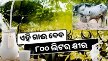 ଡାଙ୍ଗୀ ଗାଈ, ଯାହା ଦେଇଥାଏ ୮୦୦ ଲିଟର କ୍ଷୀର 