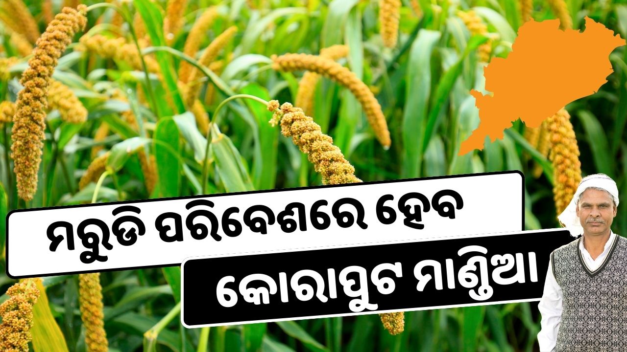 Koraput mandia survives in drought environment , image source - pexels.com