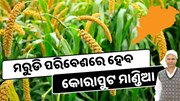 ମରୁଡ଼ି ପରିବେଶରେ ବଞ୍ଚିବ କୋରାପୁଟ ମାଣ୍ଡିଆ ମରୁଡ଼ି ପରିବେଶରେ ବଞ୍ଚିବ କୋରାପୁଟ ମାଣ୍ଡିଆ