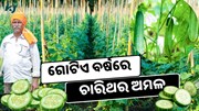 ଏହି କିସମର କାକୁଡିରେ ବର୍ଷରେ ମିଳିବ ଚାରିଥର ଅମଳ ଏହି କିସମର କାକୁଡିରେ ବର୍ଷରେ ମିଳିବ ଚାରିଥର ଅମଳ