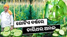 ଏହି କିସମର କାକୁଡିରେ ବର୍ଷରେ ମିଳିବ ଚାରିଥର ଅମଳ ଏହି କିସମର କାକୁଡିରେ ବର୍ଷରେ ମିଳିବ ଚାରିଥର ଅମଳ
