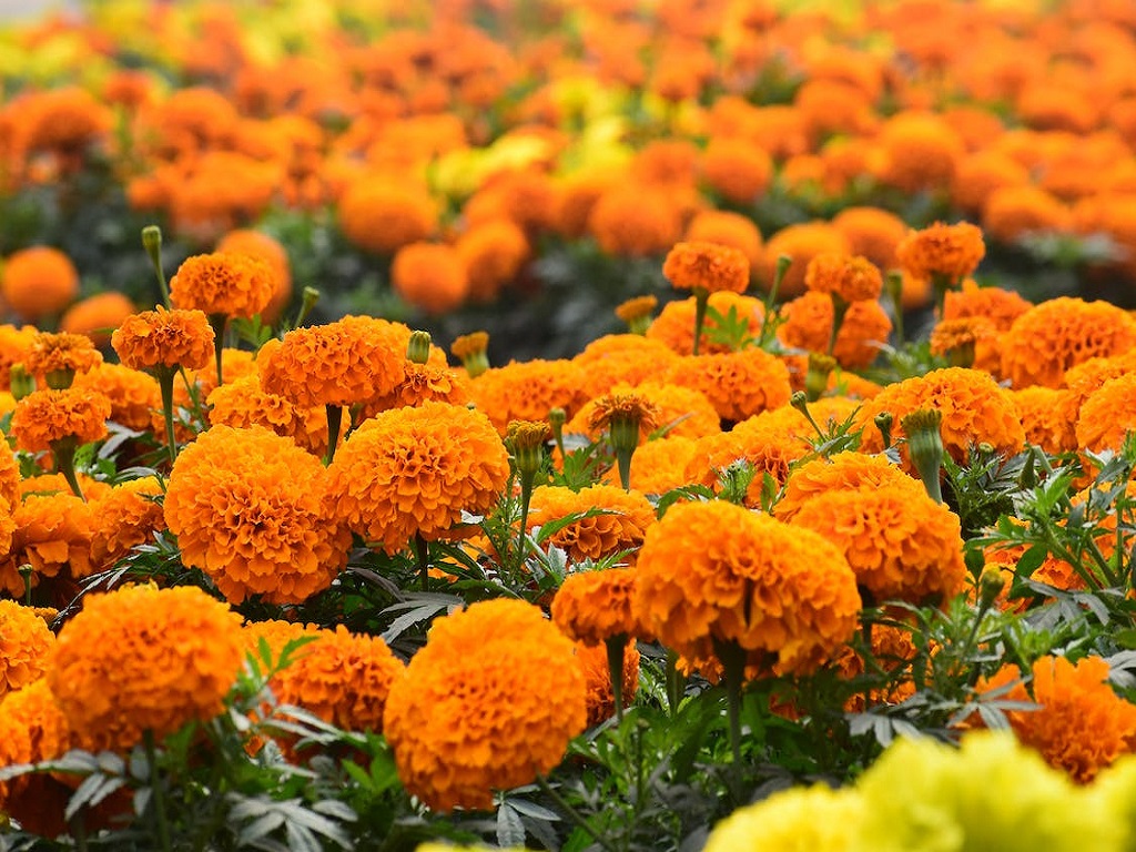 Govt subsidy on marigold flower farming, image source -  pexels.com