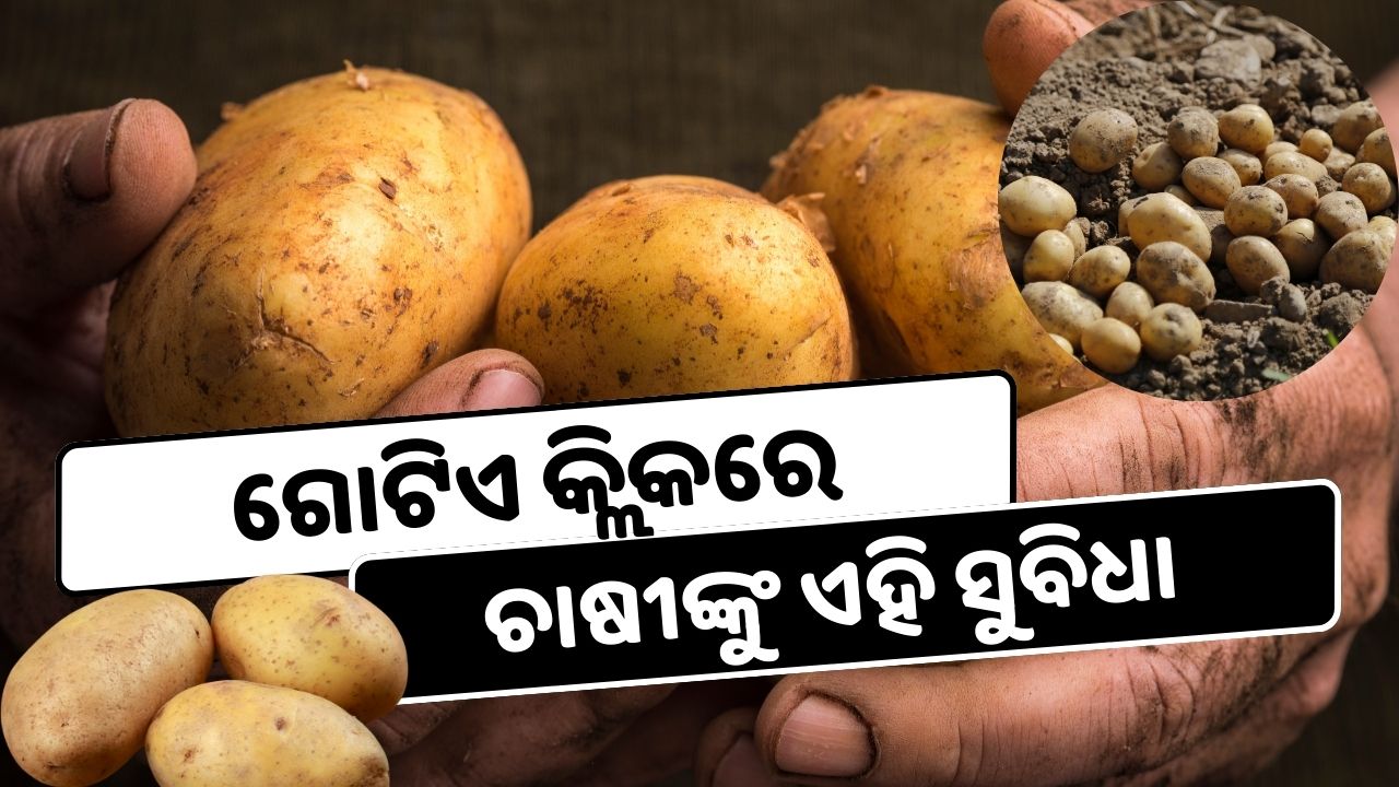 Farmers potatoes will get stock information on this new portal read details , image source - pexels.com