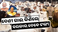 ୨ଟି ସ୍ବଦେଶୀ ଗାଈ କିଣିଲେ ସରକାର ଦେଉଛନ୍ତି  ୮୦ ହଜାର  