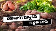 କାହିଁକି ଗୋଲାପୀ ଆଳୁ ଚାଷରୁ ଚାଷୀ ପାଆନ୍ତି ଅଧିକ ରୋଜଗାର ? କାହିଁକି ଗୋଲାପୀ ଆଳୁ ଚାଷରୁ ଚାଷୀ ପାଆନ୍ତି ଅଧିକ ରୋଜଗାର ?
