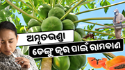 ୧୦ ଟଙ୍କାର ଅମୃତଭଣ୍ଡା ଡେଙ୍ଗୁ ଜ୍ୱର ପାଇଁ ରାମବାଣ 