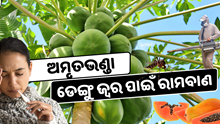 ୧୦ ଟଙ୍କାର ଅମୃତଭଣ୍ଡା ଡେଙ୍ଗୁ ଜ୍ୱର ପାଇଁ ରାମବାଣ 
