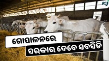 ସରକାର ଗୋ-ପାଳନରେ ଦେବେ ୭୫ ପ୍ରତିଶତ ସବସିଡି