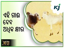ଏହି ପ୍ରଜାତିର ଗାଈ ଆପଣଙ୍କୁ ଦେବ ଅଧିକ ରୋଜଗାର