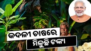 କଦଳୀ ଚାଷରେ ସରକାର ଦେଉଛନ୍ତି ଅନୁଦାନ, କରନ୍ତୁ ଆବେଦନ 