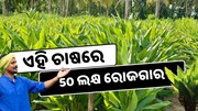 ଏହି ଚାଷରେ 50 ଲକ୍ଷ ରୋଜଗାର, ଜାଣନ୍ତୁ କରିବେ କିପରି ? ଏହି ଚାଷରେ 50 ଲକ୍ଷ ରୋଜଗାର, ଜାଣନ୍ତୁ କରିବେ କିପରି ?