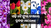 ଏହି 5ଟି ଫୁଲ ଚାଷ କରିଦେବ ଲକ୍ଷପତି, ଜାଣନ୍ତୁ କଣ ରହିଛି ନୂଆ ପ୍ରଣାଳୀ 