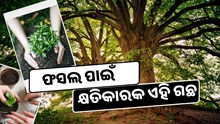 ଫସଲ ପାଇଁ କ୍ଷତିକାରକ ଏହି ଗଛ: ଭୁଲରେ ମଧ୍ୟ କ୍ଷେତରେ ଲଗାନ୍ତୁ ନାହିଁ ଫସଲ ପାଇଁ କ୍ଷତିକାରକ ଏହି ଗଛ: ଭୁଲରେ ମଧ୍ୟ କ୍ଷେତରେ ଲଗାନ୍ତୁ ନାହିଁ
