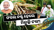 ବର୍ଷା ଯୋଗୁଁ ଚାଷୀଙ୍କୁ ମିଳୁଛି କ୍ଷତିପୂରଣ, କରନ୍ତୁ ଆବେଦନ ବର୍ଷା ଯୋଗୁଁ ଚାଷୀଙ୍କୁ ମିଳୁଛି କ୍ଷତିପୂରଣ, କରନ୍ତୁ ଆବେଦନ