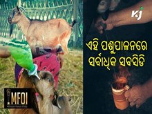 Rural Business Idea: ଏହି ପଶୁପାଳନରେ ସର୍ବାଧିକ ସବସିଡି 