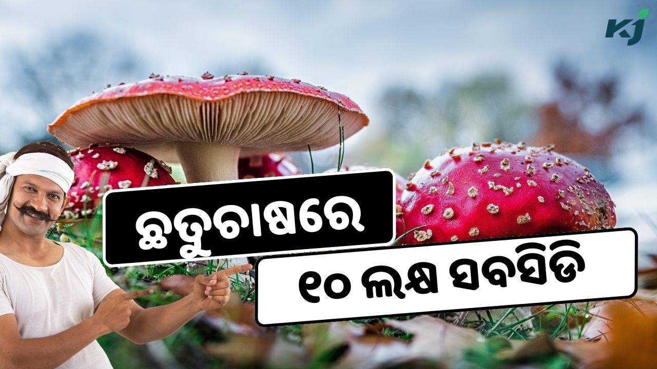 Government giving subsidy on mushroom farming , image source - pexels.com