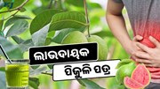 Guava Leaves: ଦୂର କରିବ ଅନେକ ସମସ୍ୟା 