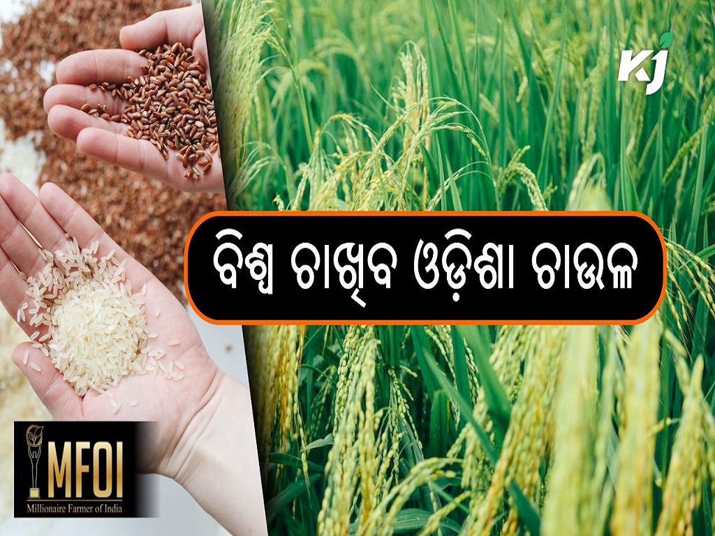 Odisha fortified rice acceptance growing in  globally , image source - pexels.com