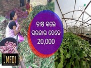 ଛାତରେ ଚାଷ କଲେ ସରକାର ଦେବେ ଟଙ୍କା 