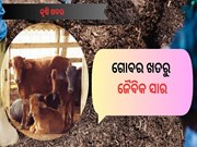 ଘର ବଗିଚାରେ ବ୍ୟବହାର କରନ୍ତୁ ଜୈବିକ ଗୋବର ସାର  ଘର ବଗିଚାରେ ବ୍ୟବହାର କରନ୍ତୁ ଜୈବିକ ଗୋବର ସାର