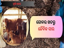 ଘର ବଗିଚାରେ ବ୍ୟବହାର କରନ୍ତୁ ଜୈବିକ ଗୋବର ସାର  ଘର ବଗିଚାରେ ବ୍ୟବହାର କରନ୍ତୁ ଜୈବିକ ଗୋବର ସାର