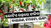 ICAR: ଗୋଟିଏ ଉଦ୍ଭିଦରୁ ବାଇଗଣ, ଟମାଟୋ ଏବଂ ଲଙ୍କା ଅମଳ ICAR: ଗୋଟିଏ ଉଦ୍ଭିଦରୁ ବାଇଗଣ, ଟମାଟୋ ଏବଂ ଲଙ୍କା ଅମଳ