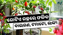 ICAR: ଗୋଟିଏ ଉଦ୍ଭିଦରୁ ବାଇଗଣ, ଟମାଟୋ ଏବଂ ଲଙ୍କା ଅମଳ ICAR: ଗୋଟିଏ ଉଦ୍ଭିଦରୁ ବାଇଗଣ, ଟମାଟୋ ଏବଂ ଲଙ୍କା ଅମଳ