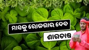 ଶୀତଦିନରେ ଶାଗ ଚାଷ ଦେବ ଅଧିକ ଲାଭ 