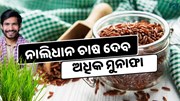 Red Rice: ଚାଷ କରି କରନ୍ତୁ ବିପୁଳ ଲାଭ ଉପାର୍ଜନ Red Rice: ଚାଷ କରି କରନ୍ତୁ ବିପୁଳ ଲାଭ ଉପାର୍ଜନ